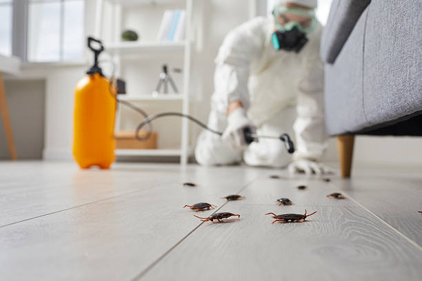 Affordable Termite Control solutions in Martinez, CA